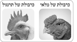 כרבולת מלאי ותרנגול.jpg