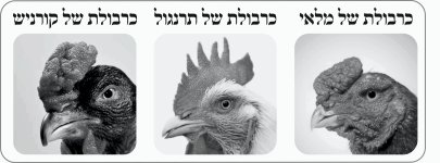 כרבולת מלאי תרנגול וקורניש.jpg