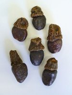 Semecarpus_anacardium_02.jpg