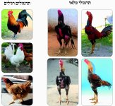 תרנגולי מלאי מול תרנגולים רגילים.jpg