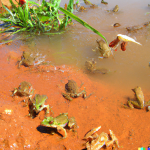 DALL·E 2023-01-10 05.36.11 - Frogs and locusts and lice jump out of the river whose water is red.png