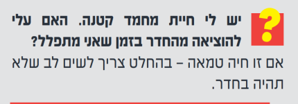 כלב.png